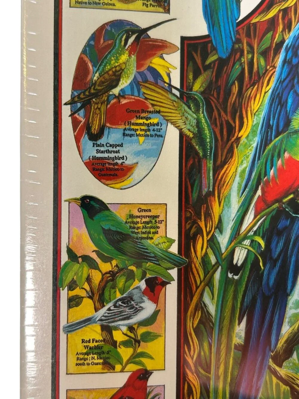 NEW Birds Of Paradise 1000 Piece Puzzle White Mountain Puzzles Tropical Bird USA